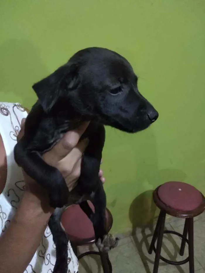 Cachorro raça Vira lata idade 2 a 6 meses nome Sem nome