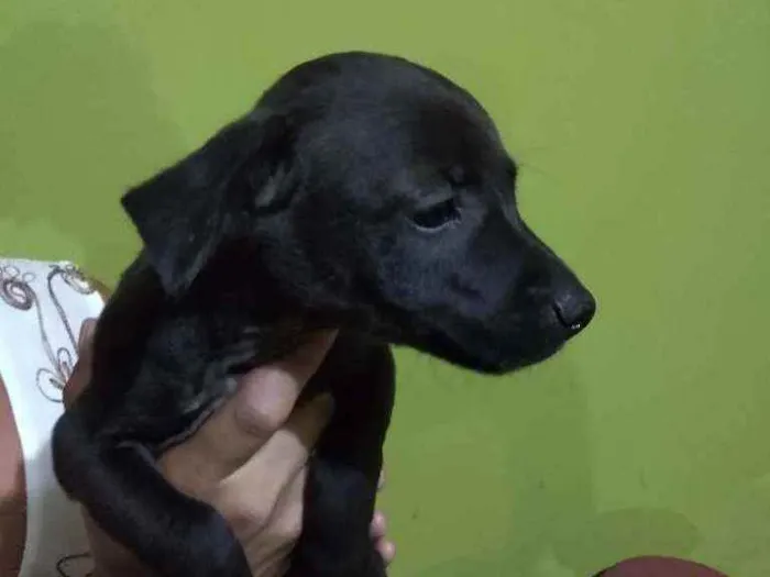 Cachorro raça Vira lata idade 2 a 6 meses nome Sem nome
