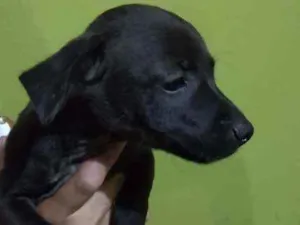 Cachorro raça Vira lata idade 2 a 6 meses nome Sem nome