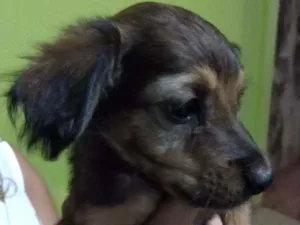 Cachorro raça Vira lata idade 2 a 6 meses nome Não tem nome