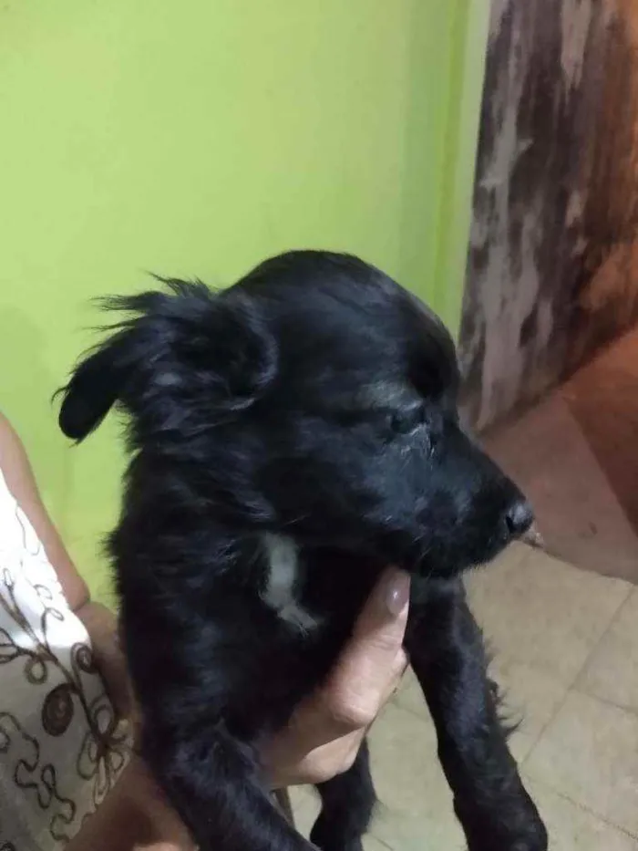 Cachorro ra a Vira lata idade 2 a 6 meses nome Não tem nome