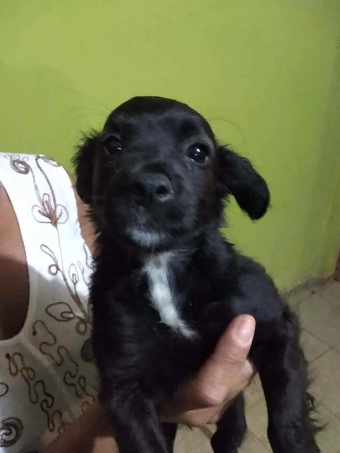 Cachorro ra a Vira lata idade 2 a 6 meses nome Não tem nome