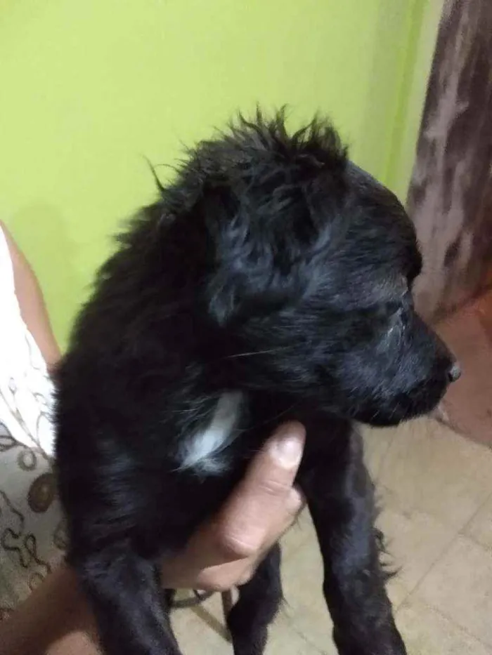 Cachorro ra a Vira lata idade 2 a 6 meses nome Não tem nome