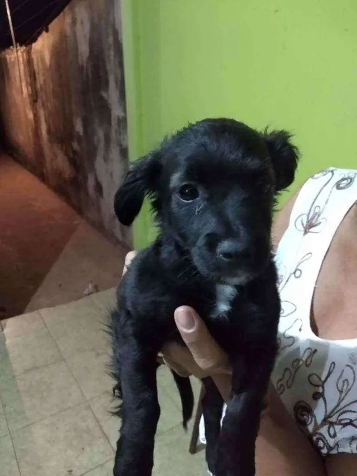 Cachorro ra a Vira lata idade 2 a 6 meses nome Não tem nome