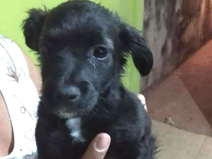 Cachorro ra a Vira lata idade 2 a 6 meses nome Não tem nome