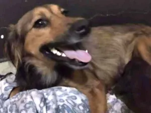 Cachorro raça Vira lata idade 2 a 6 meses nome Carmem Lucia