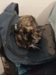 Nina