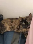 Nina