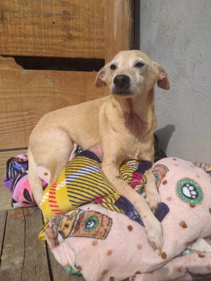 Cachorro raça SRD idade 6 ou mais anos nome Dumbo
