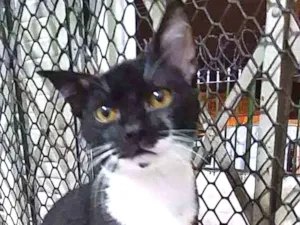 Gato raça Sem raça Definida idade 2 a 6 meses nome Frajola