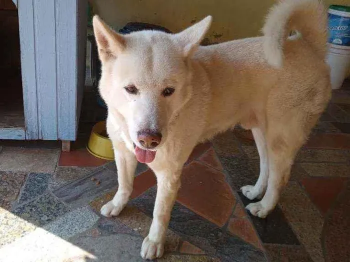 Cachorro ra a Akita inu idade 6 ou mais anos nome Kito