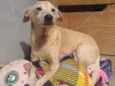Dumbo