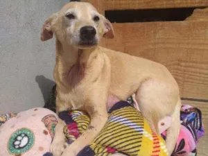 Cachorro raça SRD idade 6 ou mais anos nome Dumbo