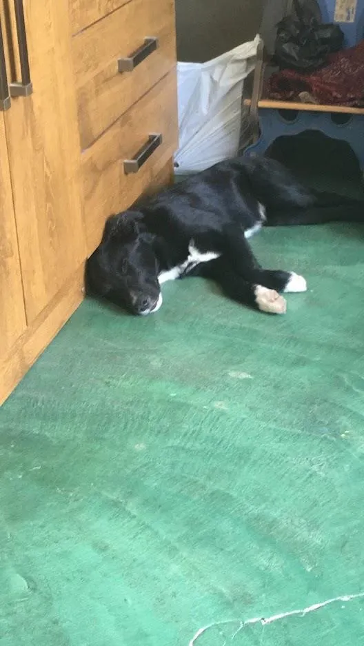 Cachorro raça SRD-ViraLata idade 7 a 11 meses nome DOG