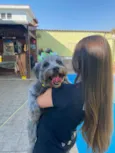 Cachorro raça SRD idade 3 anos nome Belinha
