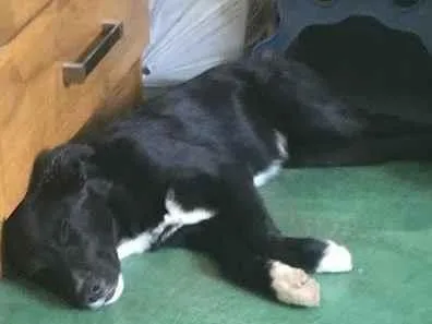 Cachorro raça SRD-ViraLata idade 7 a 11 meses nome DOG