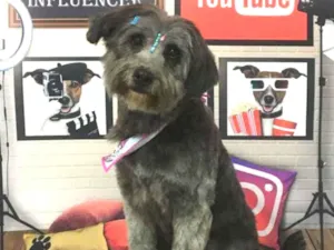 Cachorro raça SRD idade 3 anos nome Belinha