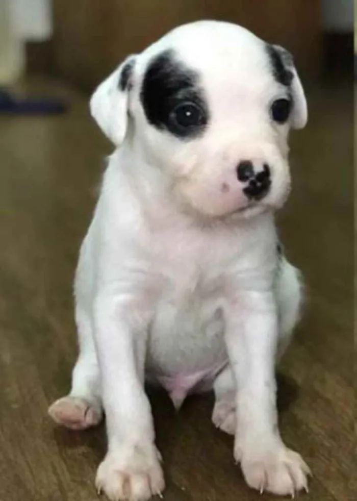 Cachorro ra a Vira lata  idade 2 a 6 meses nome Tom
