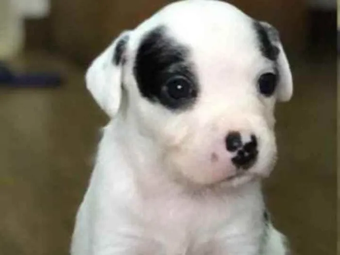 Cachorro ra a Vira lata  idade 2 a 6 meses nome Tom