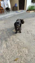 Babu
