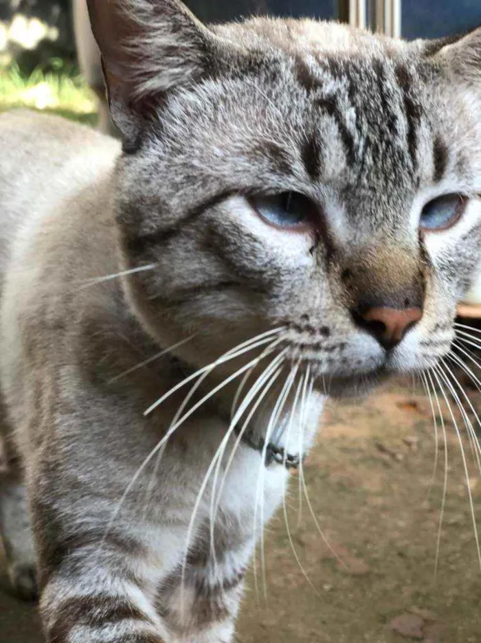 Gato ra a Viralata idade 2 anos nome Mimi