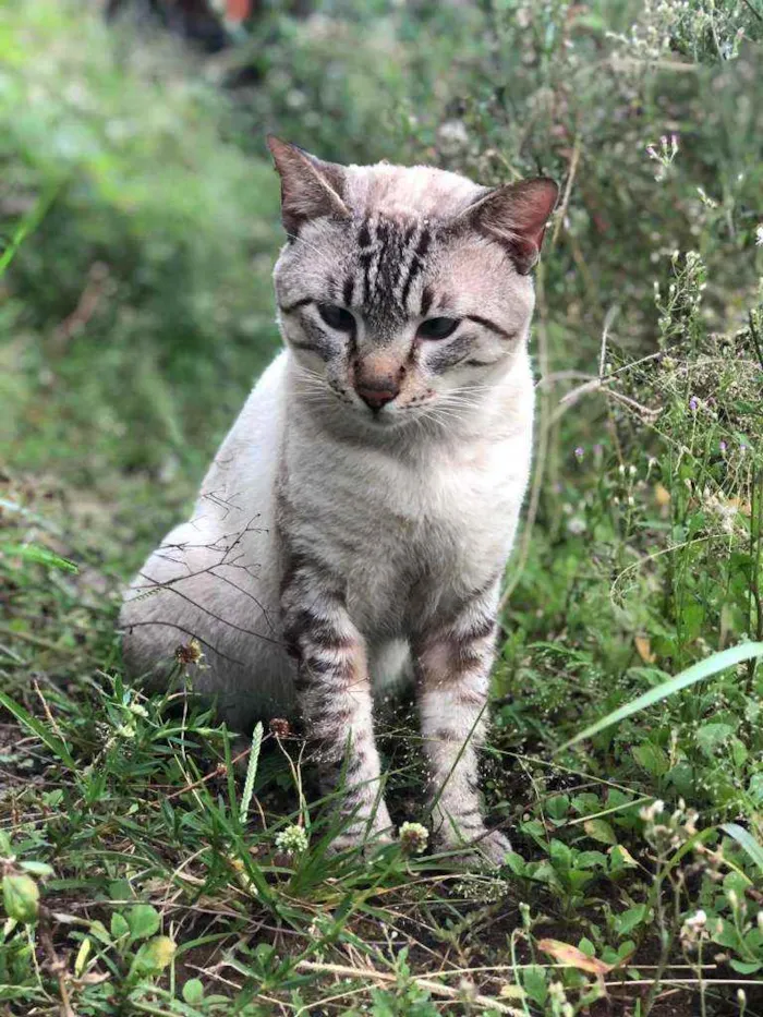 Gato ra a Viralata idade 2 anos nome Mimi