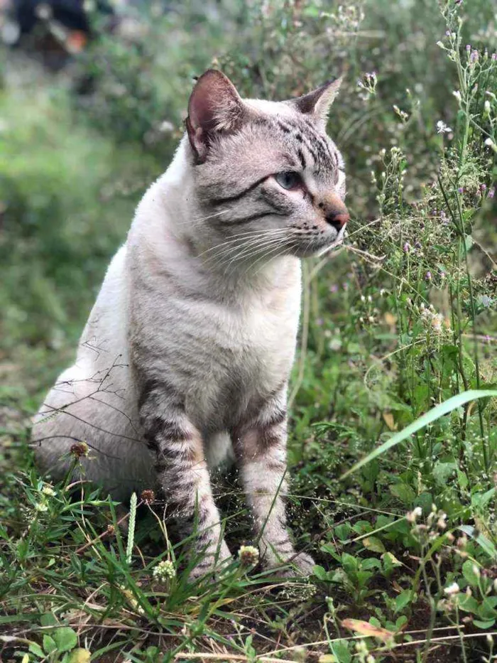 Gato ra a Viralata idade 2 anos nome Mimi