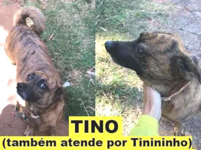 Cachorro ra a Viralata idade 4 anos nome Tino/Tinininho