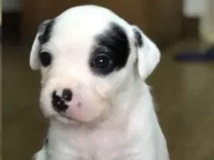 Cachorro raça Vira lata  idade 2 a 6 meses nome Tom
