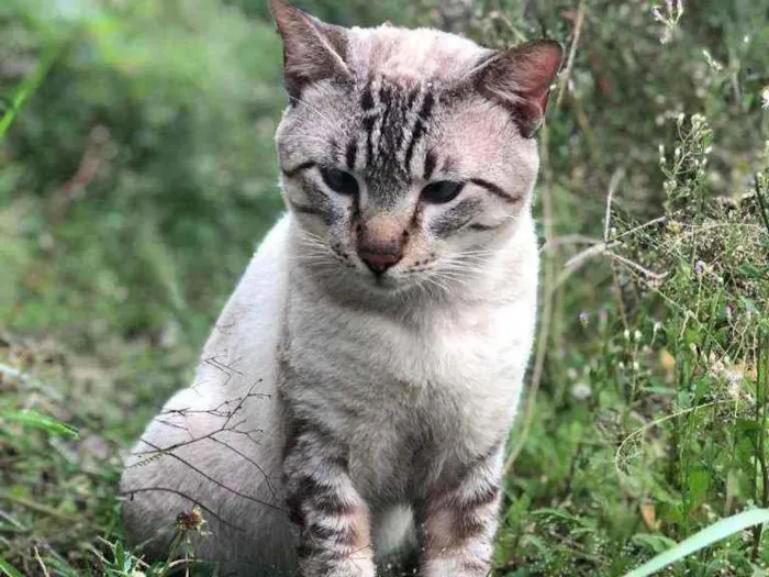 Gato ra a Viralata idade 2 anos nome Mimi