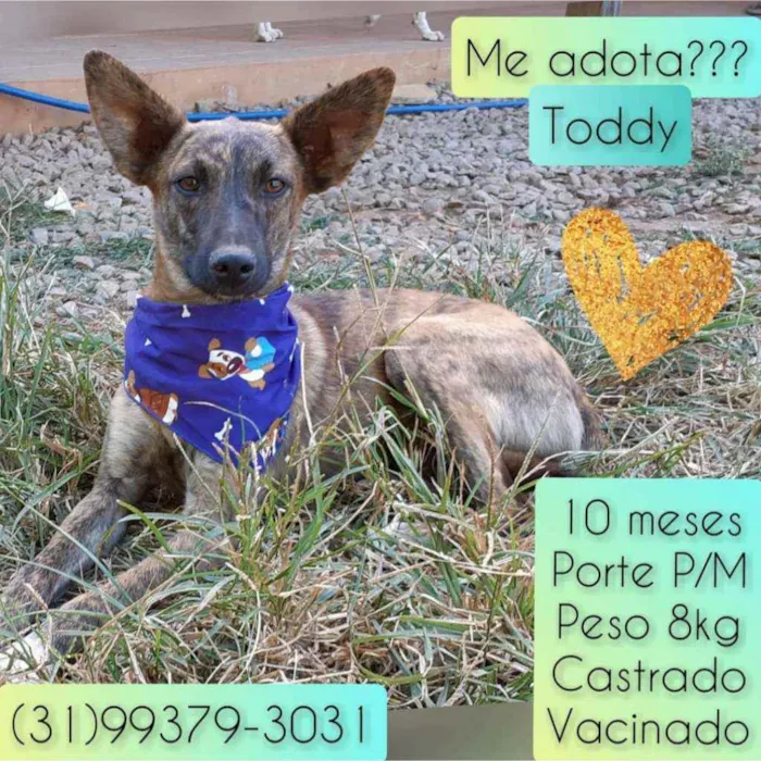 Cachorro raça SRD idade 1 ano nome Toddy