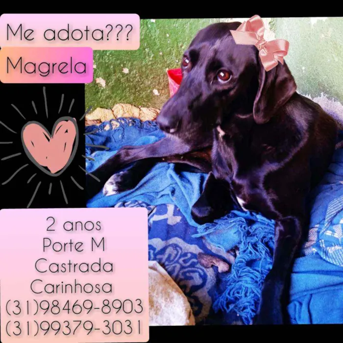 Cachorro raça SRD idade 2 anos nome Magrela