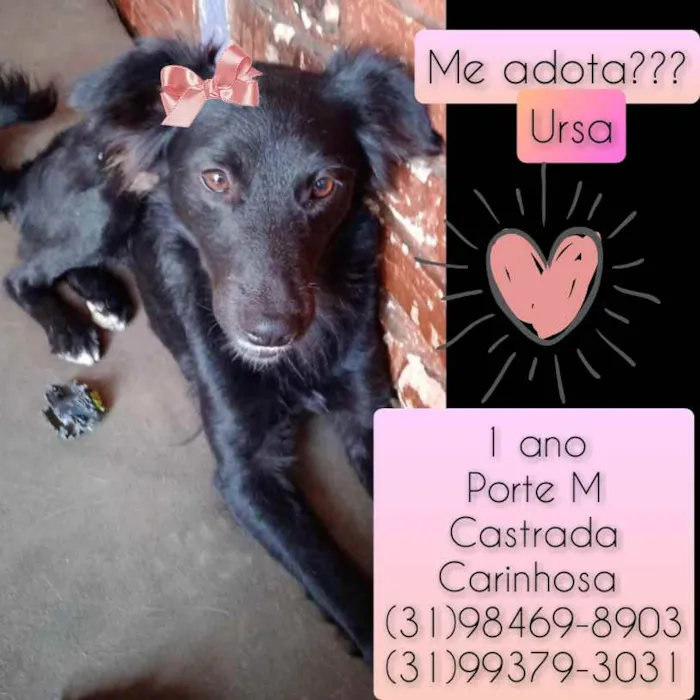 Cachorro raça SRD idade 1 ano nome Ursa