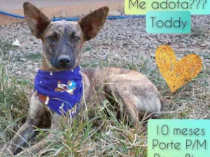 Cachorro raça SRD idade 1 ano nome Toddy