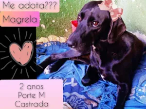 Cachorro raça SRD idade 2 anos nome Magrela