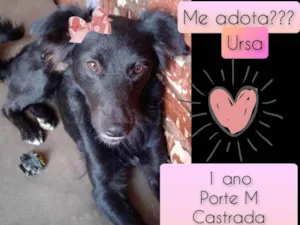 Cachorro raça SRD idade 1 ano nome Ursa