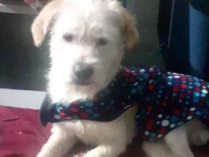 Cachorro raça Srd idade 7 a 11 meses nome Neve um fofo 
