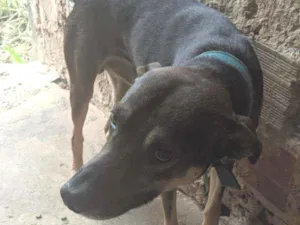 Cachorro raça Vira lata idade 2 anos nome Max