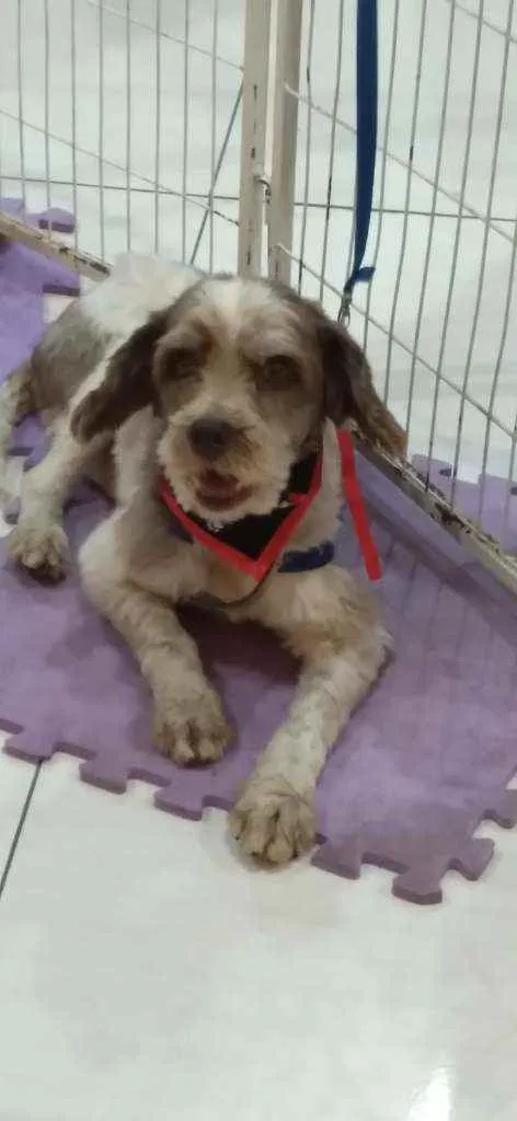 Cachorro ra a SRD idade 2 anos nome Tobias