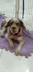 Tobias