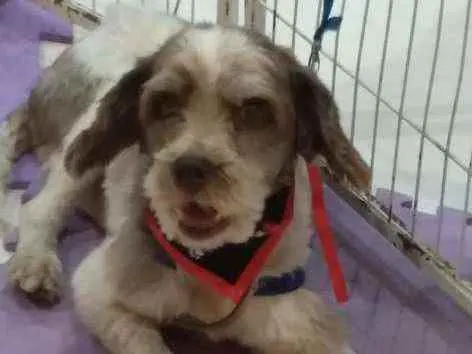 Cachorro ra a SRD idade 2 anos nome Tobias