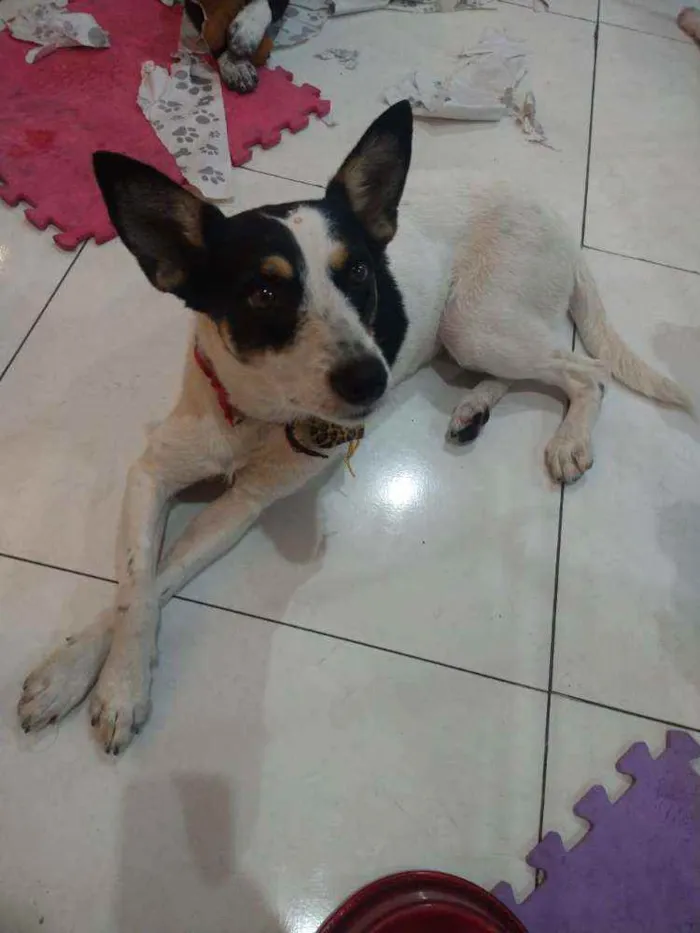 Cachorro ra a SRD idade 2 anos nome Saraia 