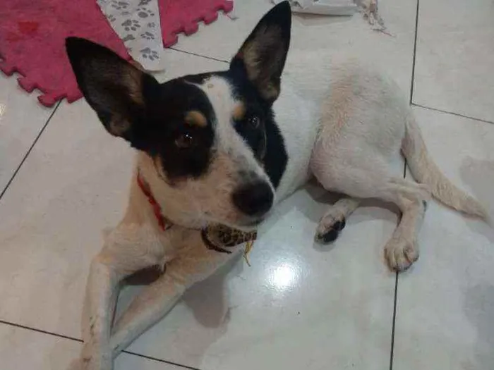 Cachorro ra a SRD idade 2 anos nome Saraia 