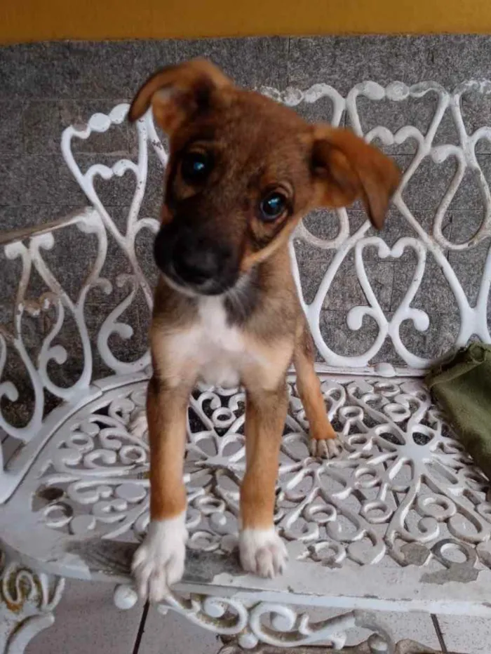 Cachorro ra a SRD idade 2 a 6 meses nome Duda e Jana