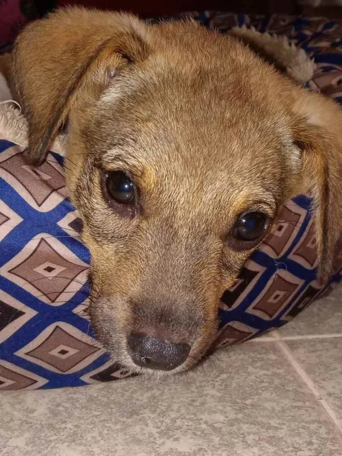 Cachorro ra a SRD idade 2 a 6 meses nome Duda e Jana