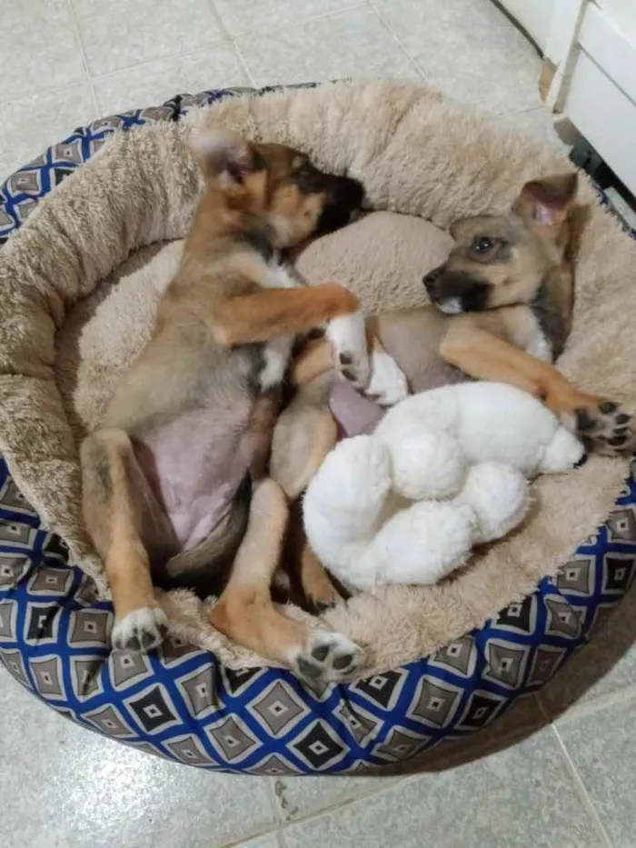 Cachorro ra a SRD idade 2 a 6 meses nome Duda e Jana