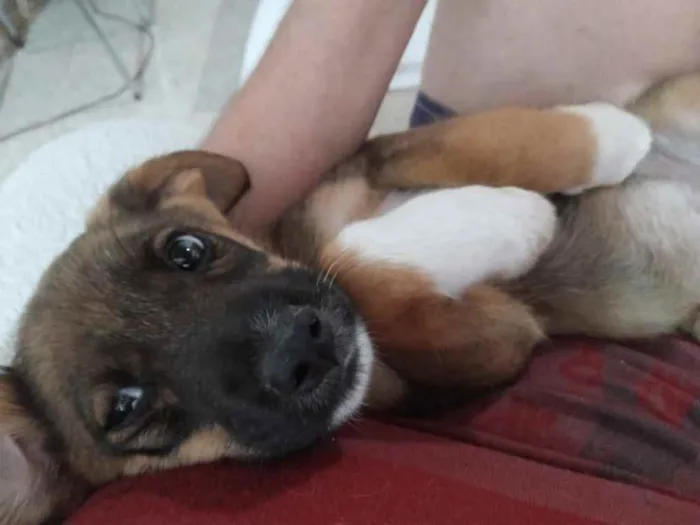 Cachorro ra a SRD idade 2 a 6 meses nome Duda e Jana