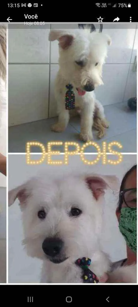Cachorro ra a Srd idade 1 ano nome Duque