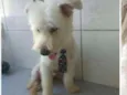 Duque
