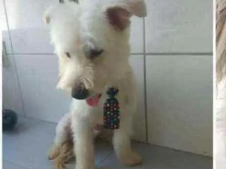 Cachorro ra a Srd idade 1 ano nome Duque